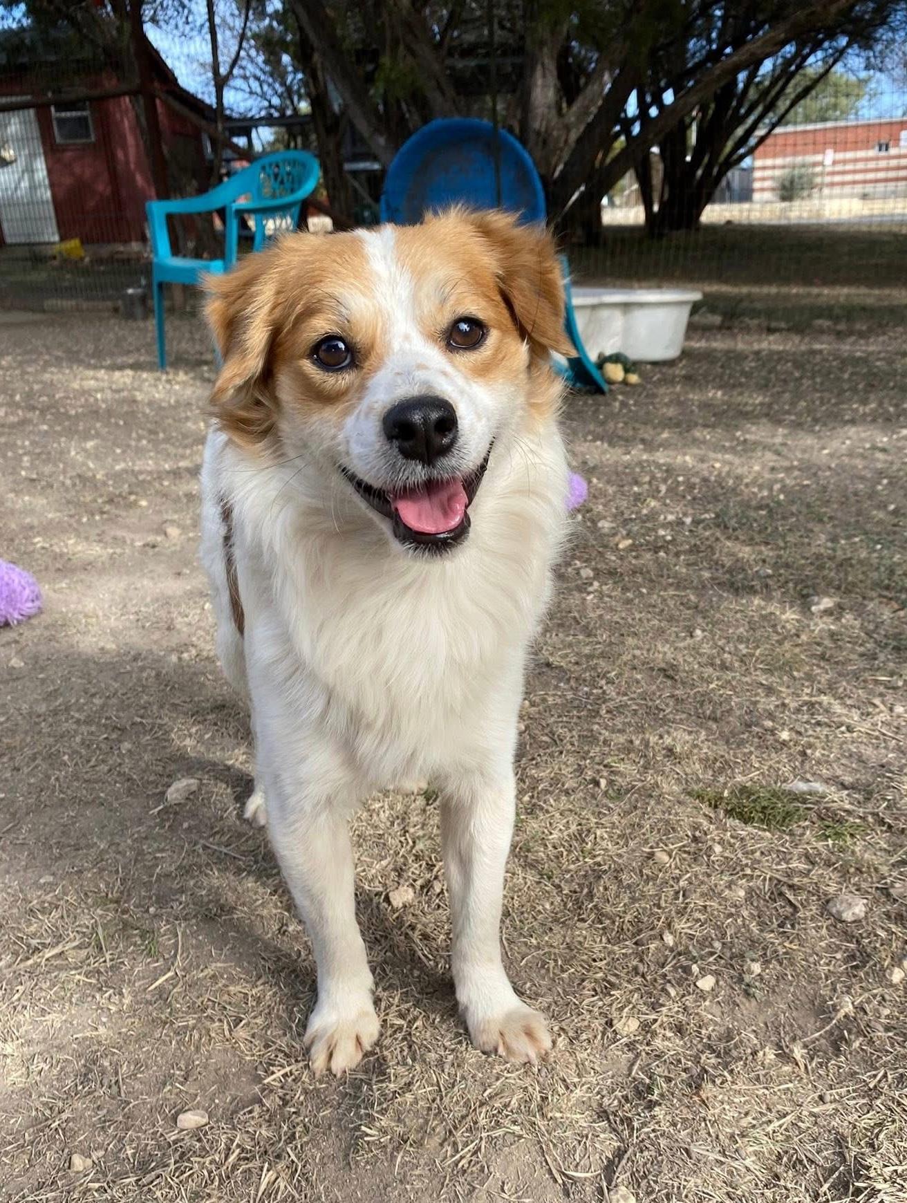 Enlarge Nutmeg, a Adoptable mixed breed in Kerrville, TX image 3/3