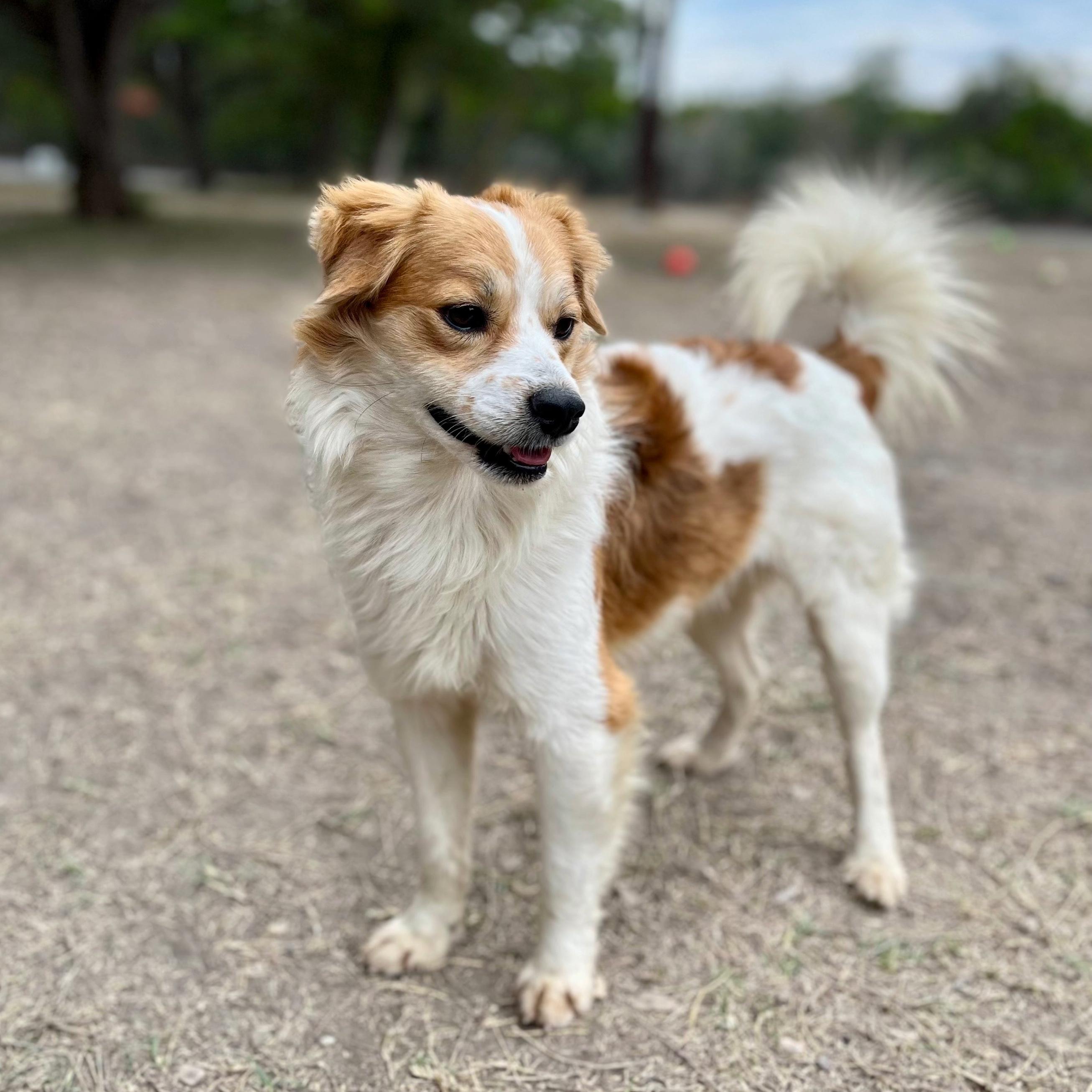 Nutmeg, Adoptable, Adult Male Terrier.