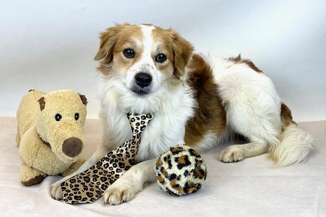 Nutmeg, Adoptable, Adult Male Terrier.