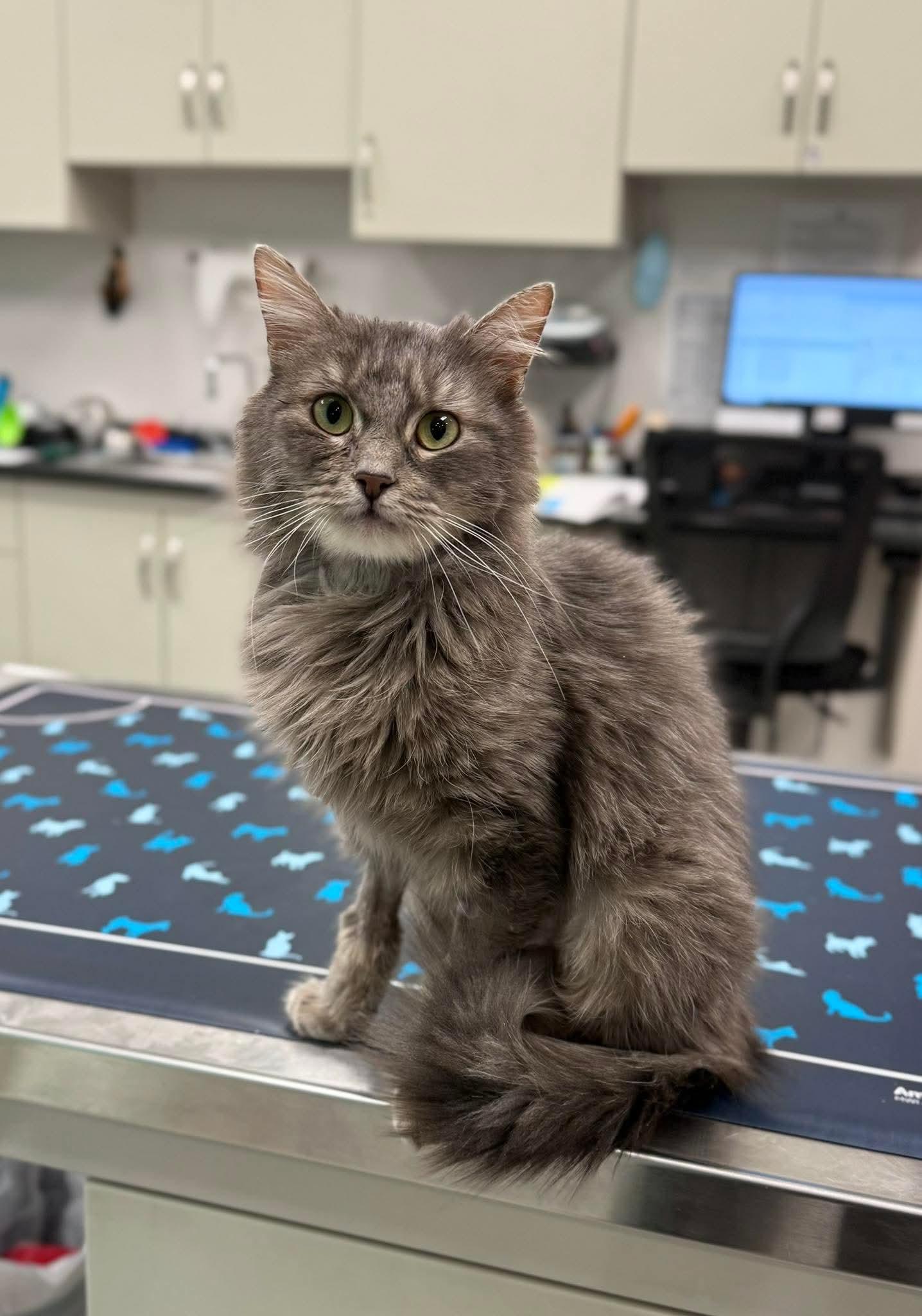 Sloane, adopted, Young Female Domestic Long Hair.