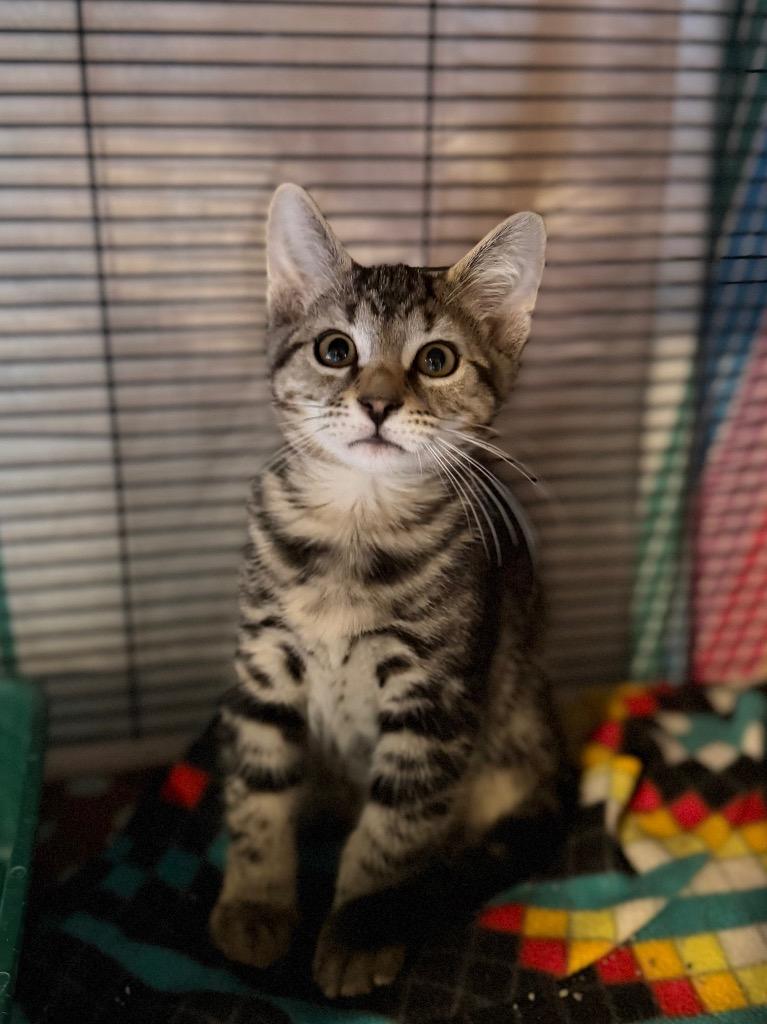 Coleslaw, Adopted, Kitten Male Domestic Short Hair.
