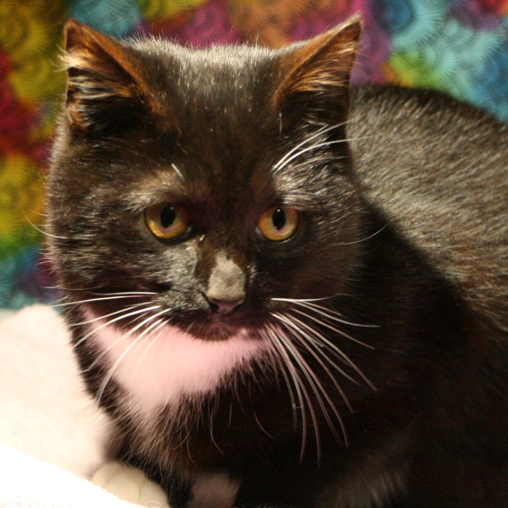 Squirrl, a Adoptable Domestic Short Hair in CHRISTIANSBURG, VA image 1/5