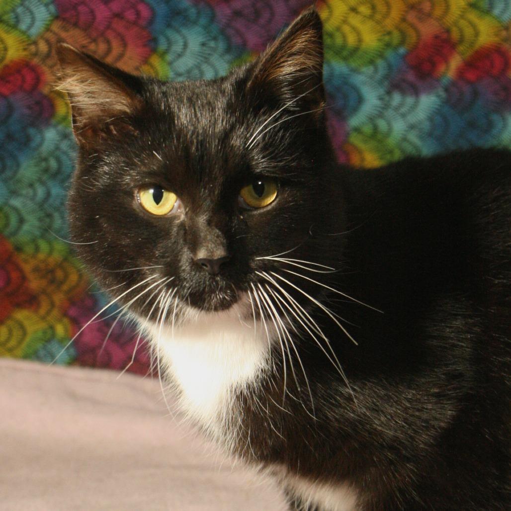 Squirrl, a Adoptable Domestic Short Hair in CHRISTIANSBURG, VA image 2/5