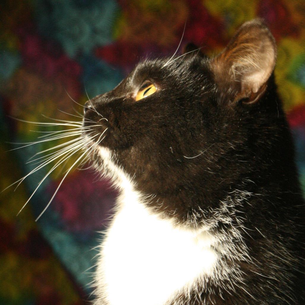 Squirrl, a Adoptable Domestic Short Hair in CHRISTIANSBURG, VA image 3/5