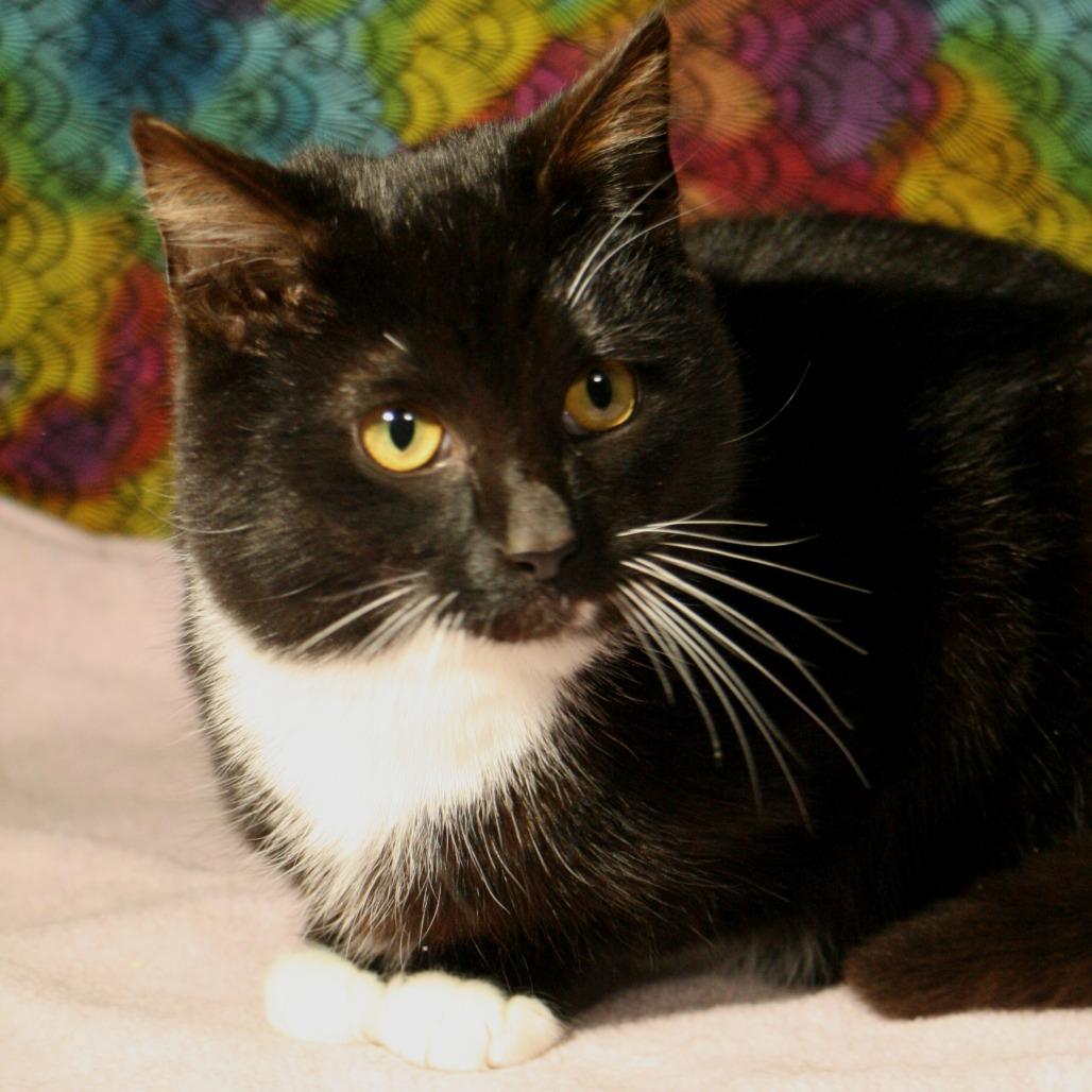 Squirrl, a Adoptable Domestic Short Hair in CHRISTIANSBURG, VA image 4/5