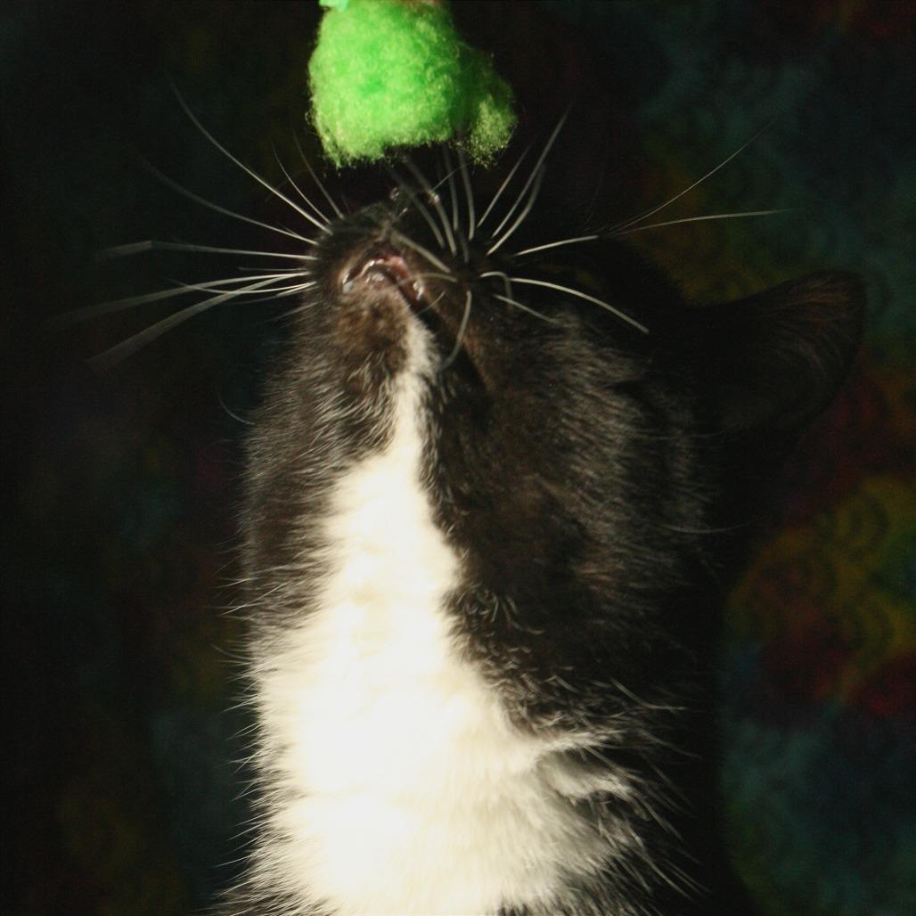 Squirrl, a Adoptable Domestic Short Hair in CHRISTIANSBURG, VA image 5/5