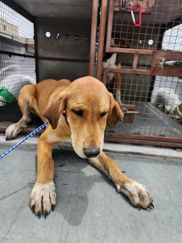 Clyde, Adoptable, Puppy Male Hound & Mixed Breed.
