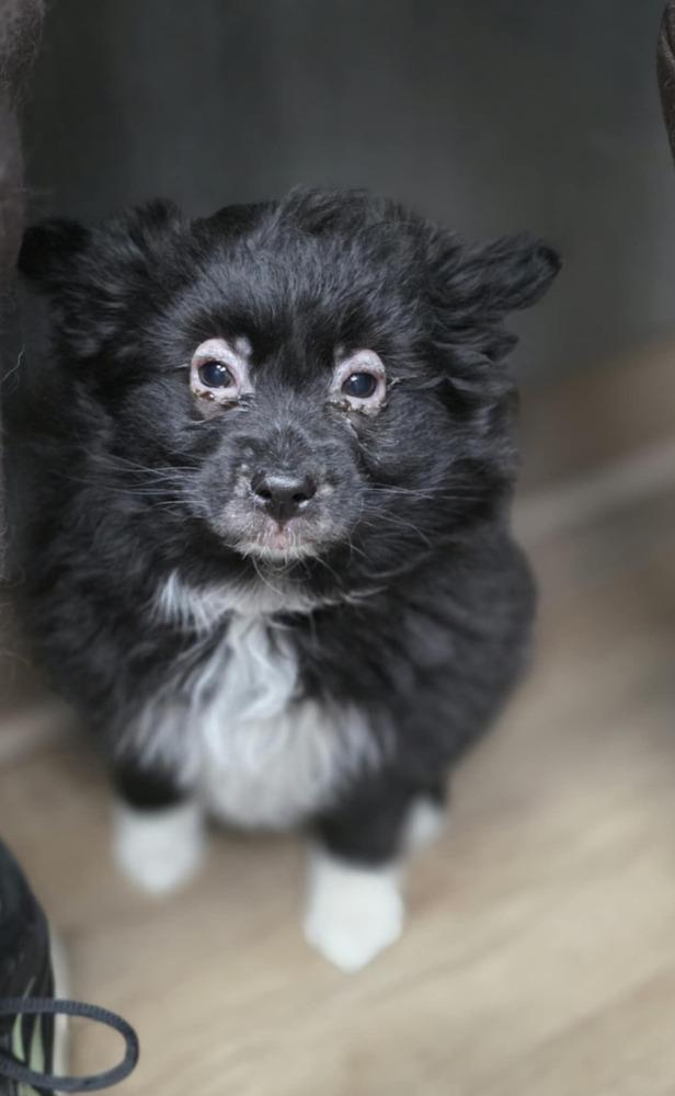 Joseph, Adoptable, Puppy Male Australian Shepherd & Pomeranian.