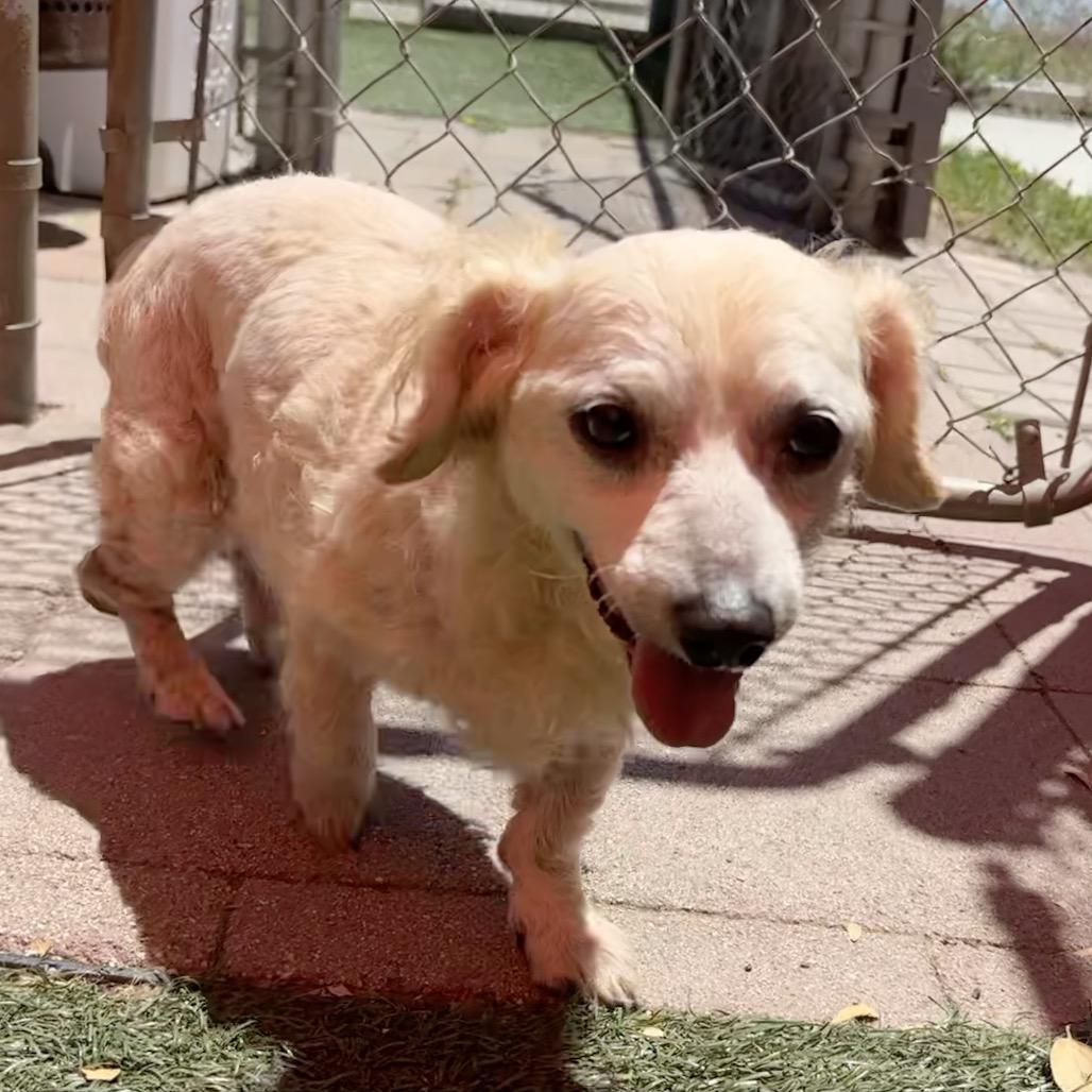 Enlarge Strawberry, a Adoptable mixed breed in Pacific Grove, CA image 1/6