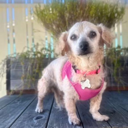 Enlarge Strawberry, a Adoptable mixed breed in Pacific Grove, CA image 2/6