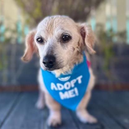 Enlarge Strawberry, a Adoptable mixed breed in Pacific Grove, CA image 5/6