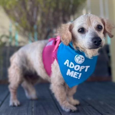 Enlarge Strawberry, a Adoptable mixed breed in Pacific Grove, CA image 6/6