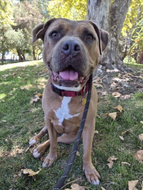 LUNA, Adoptable, Adult Female Pit Bull Terrier.