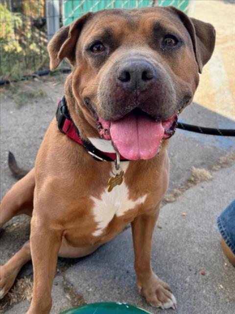LUNA, Adoptable, Adult Female Pit Bull Terrier.