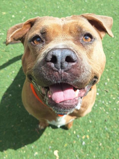 LUNA, Adoptable, Adult Female Pit Bull Terrier.