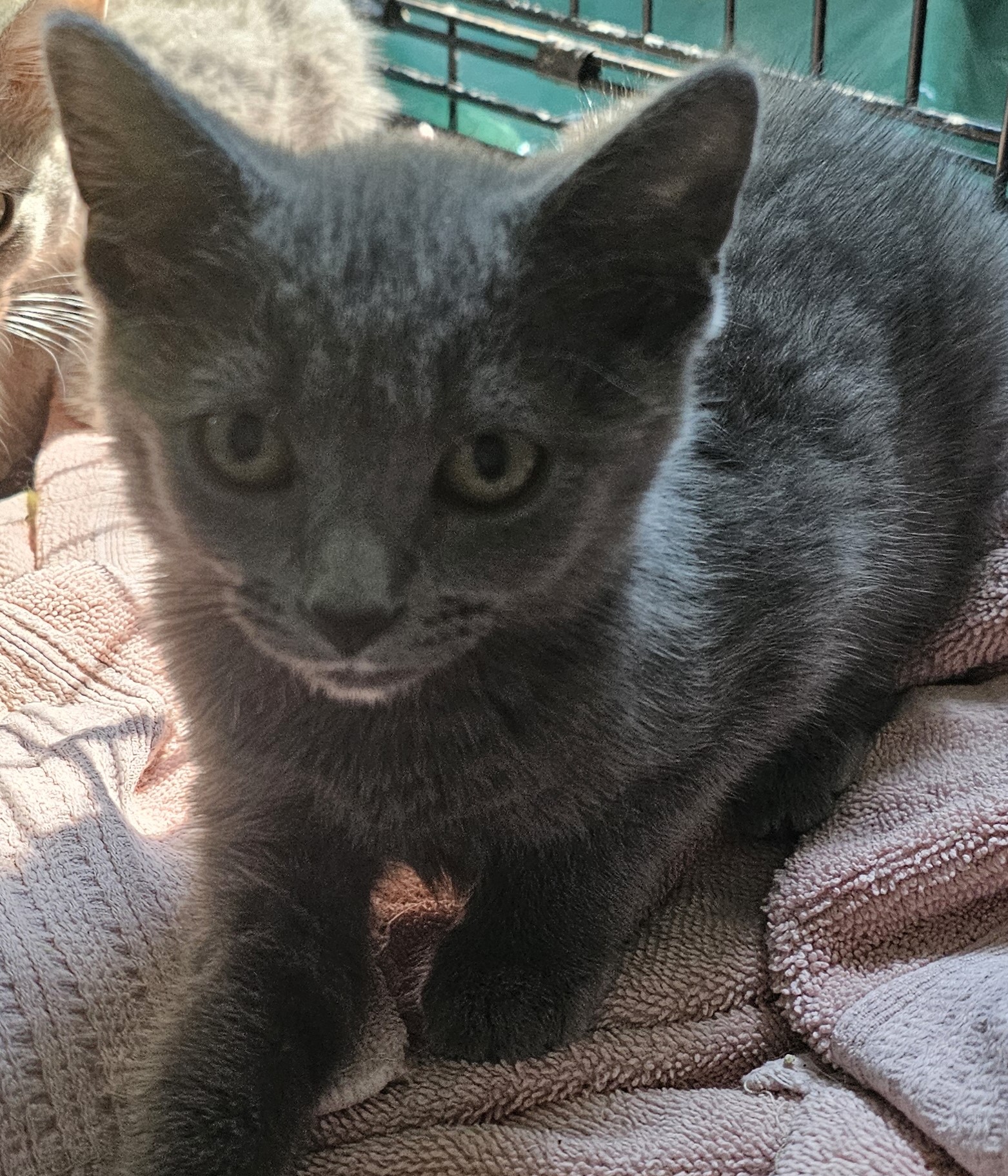 Enlarge Natasha, a Adopted mixed breed in Pleasantville, NJ image 1/1