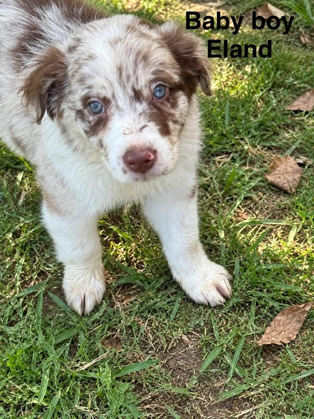 Border Collie Pinterst Eland - Adoptable Pet | Petfinder
