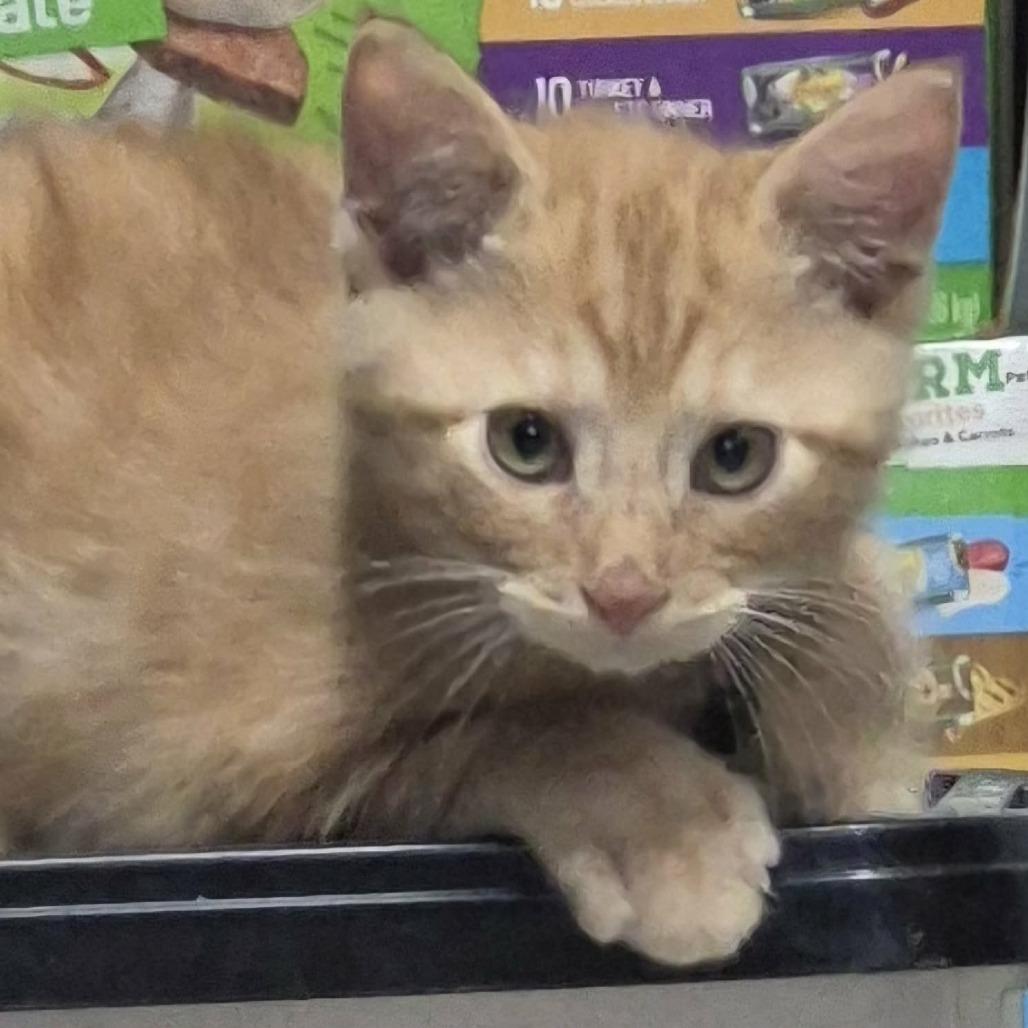 Oogie, Adoptable, Kitten Male Domestic Short Hair.