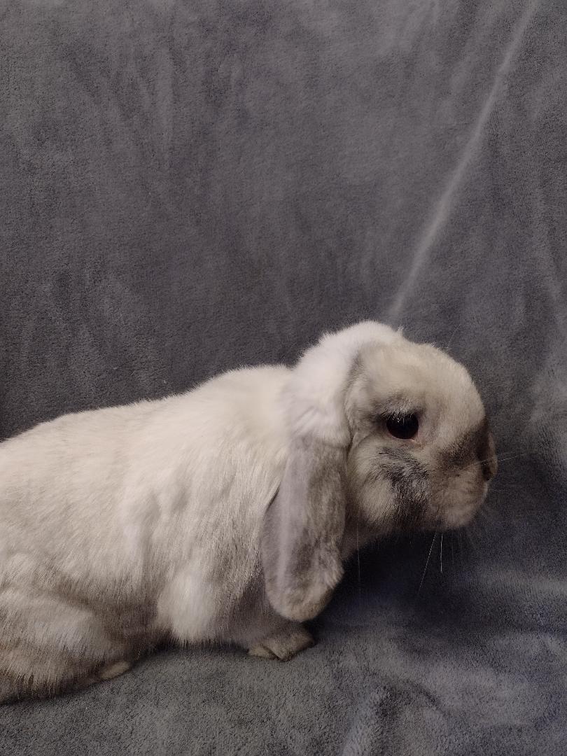 Scotlyn, an adopted Holland Lop in Plymouth, MI image 3/4