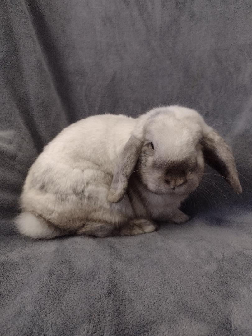 Scotlyn, an adopted Holland Lop in Plymouth, MI image 1/4