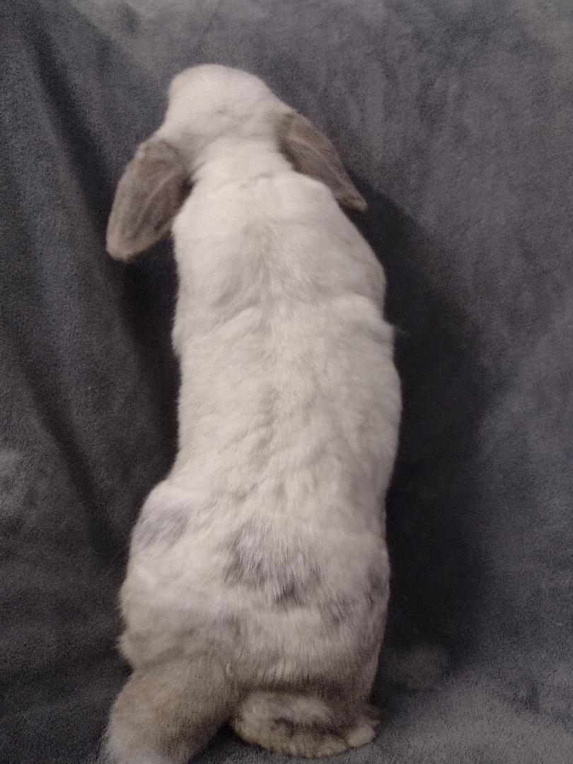 Scotlyn, an adopted Holland Lop in Plymouth, MI image 4/4