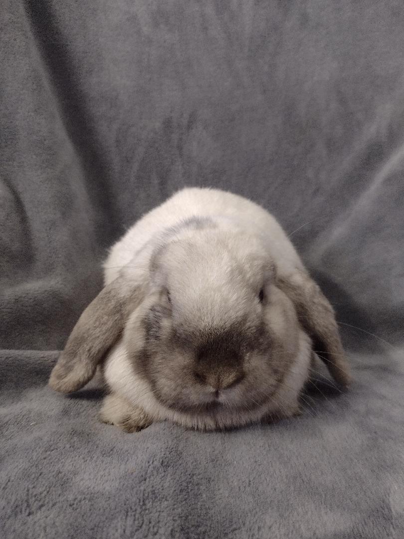 Scotlyn, an adopted Holland Lop in Plymouth, MI image 2/4