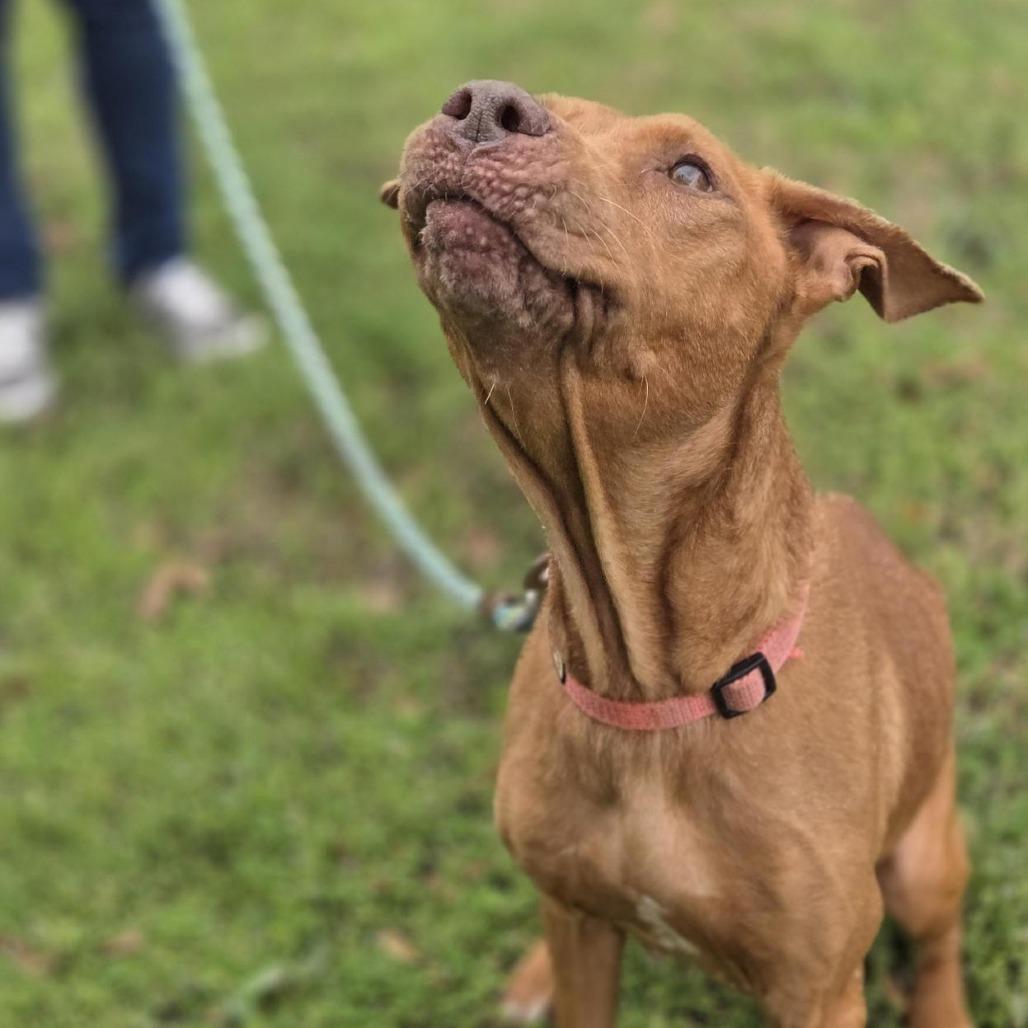 Sugar, Adoptable, Senior Female Mixed Breed.