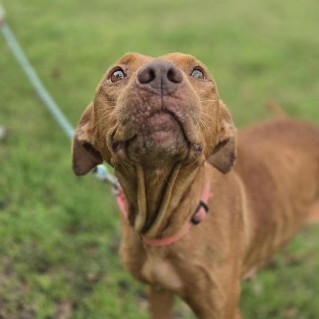 Sugar, a Adoptable Mixed Breed in Springboro, OH image 4/6
