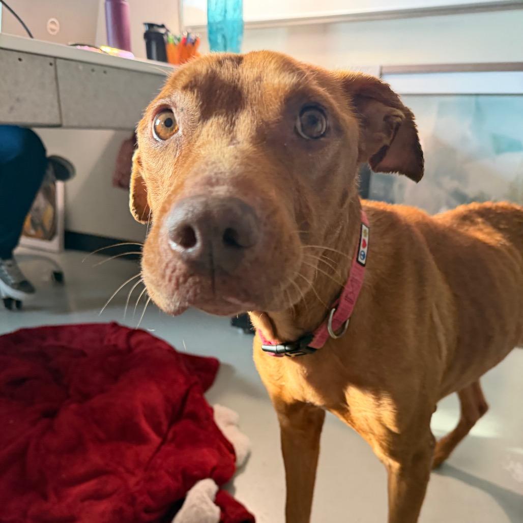 Sugar, a Adoptable Mixed Breed in Springboro, OH image 5/6
