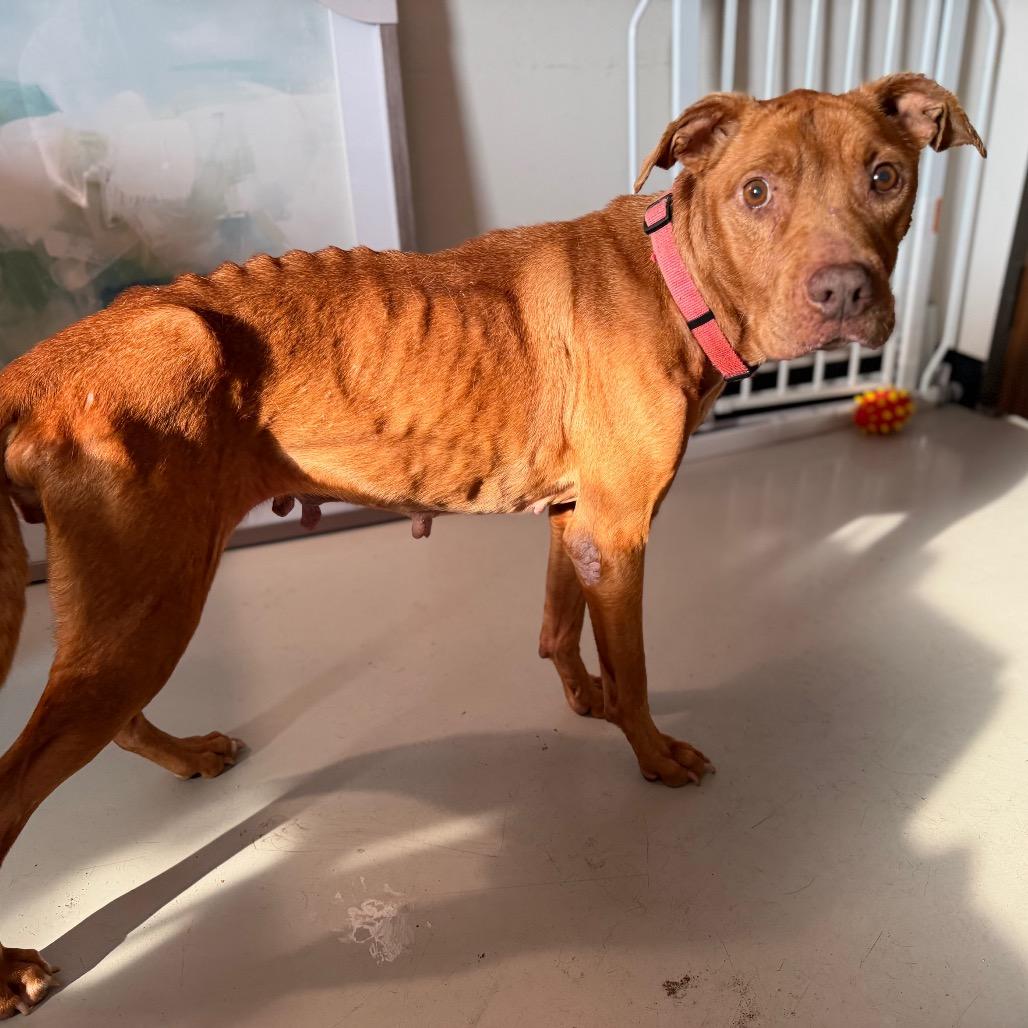 Sugar, a Adoptable Mixed Breed in Springboro, OH image 6/6