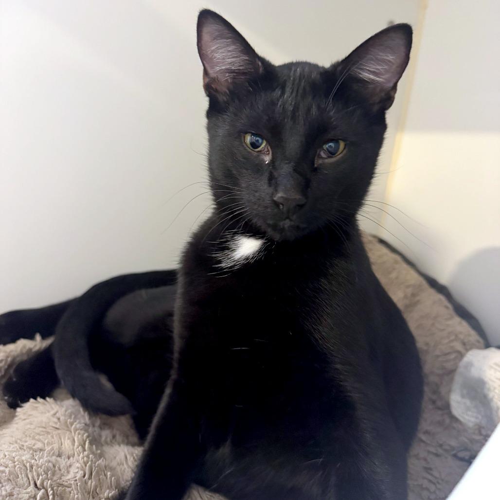 Umbra, Adoptable, Young Male Domestic Short Hair & Domestic Short Hair.
