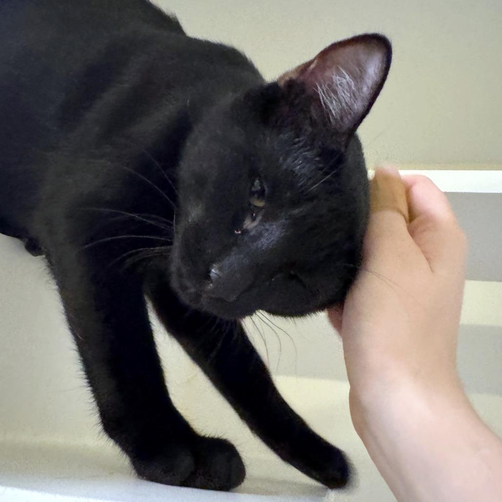 Enlarge Umbra, a Adoptable mixed breed in Woodinville, WA image 3/6