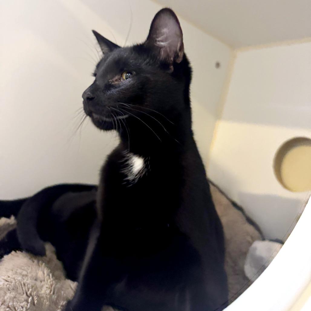 Enlarge Umbra, a Adoptable mixed breed in Woodinville, WA image 4/6