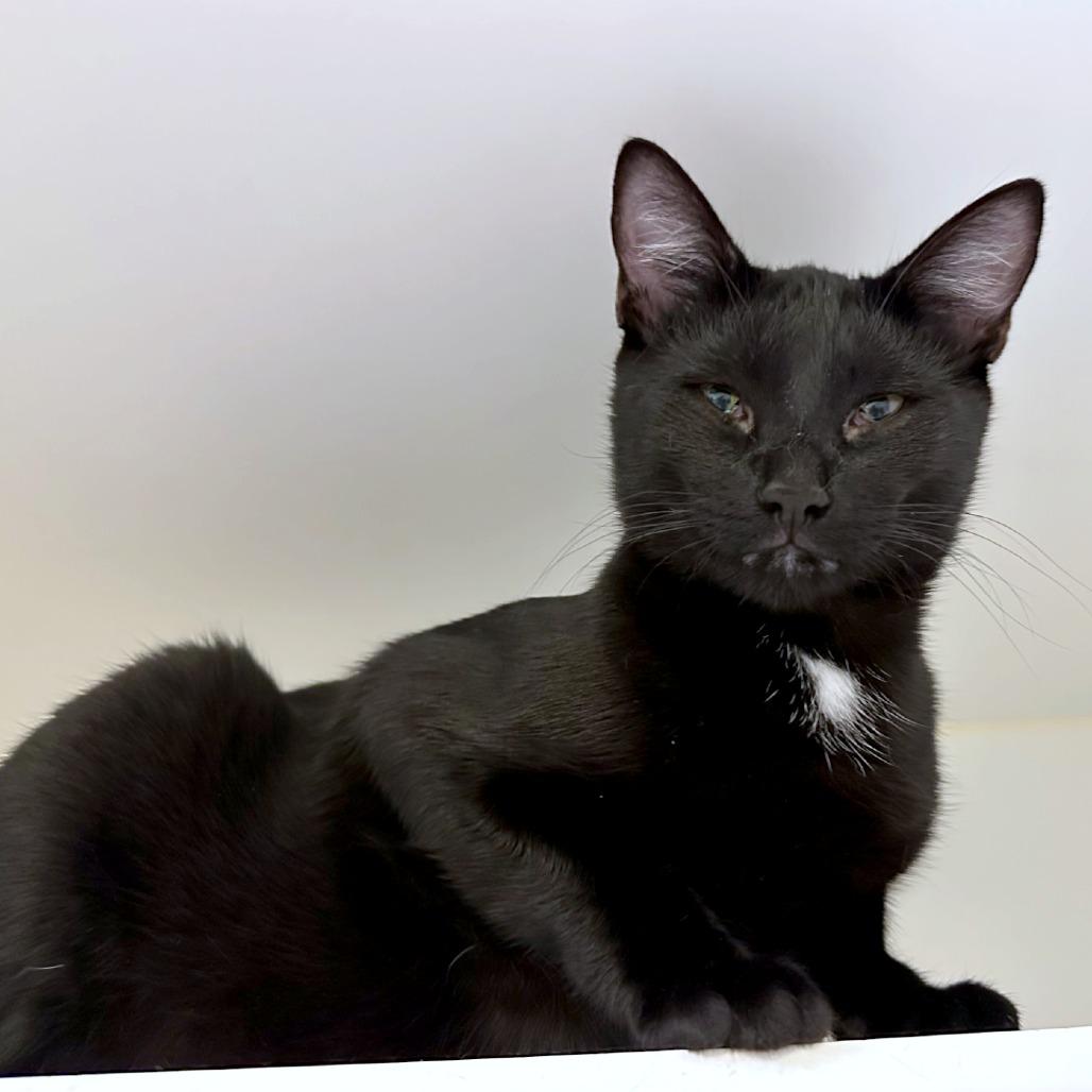 Enlarge Umbra, a Adoptable mixed breed in Woodinville, WA image 5/6