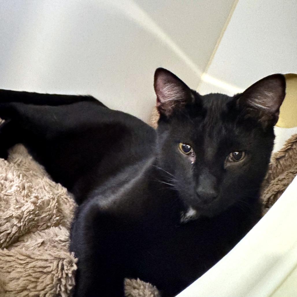 Enlarge Umbra, a Adoptable mixed breed in Woodinville, WA image 6/6