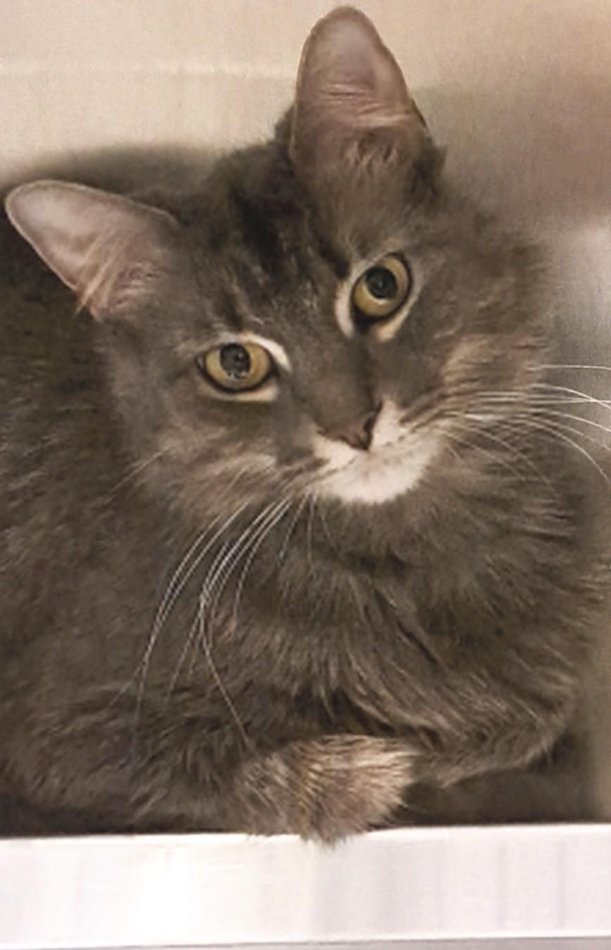 Princess , ADOPTABLE, Adult Female Domestic Long Hair.