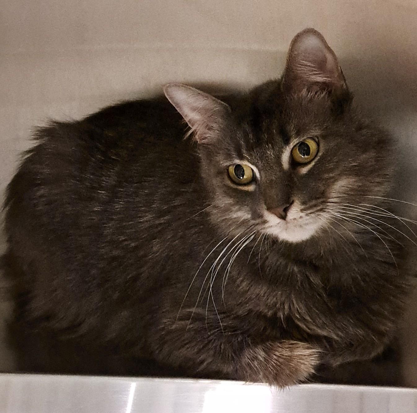 Enlarge Princess , a ADOPTABLE Domestic Long Hair in Buffalo, NY image 3/3