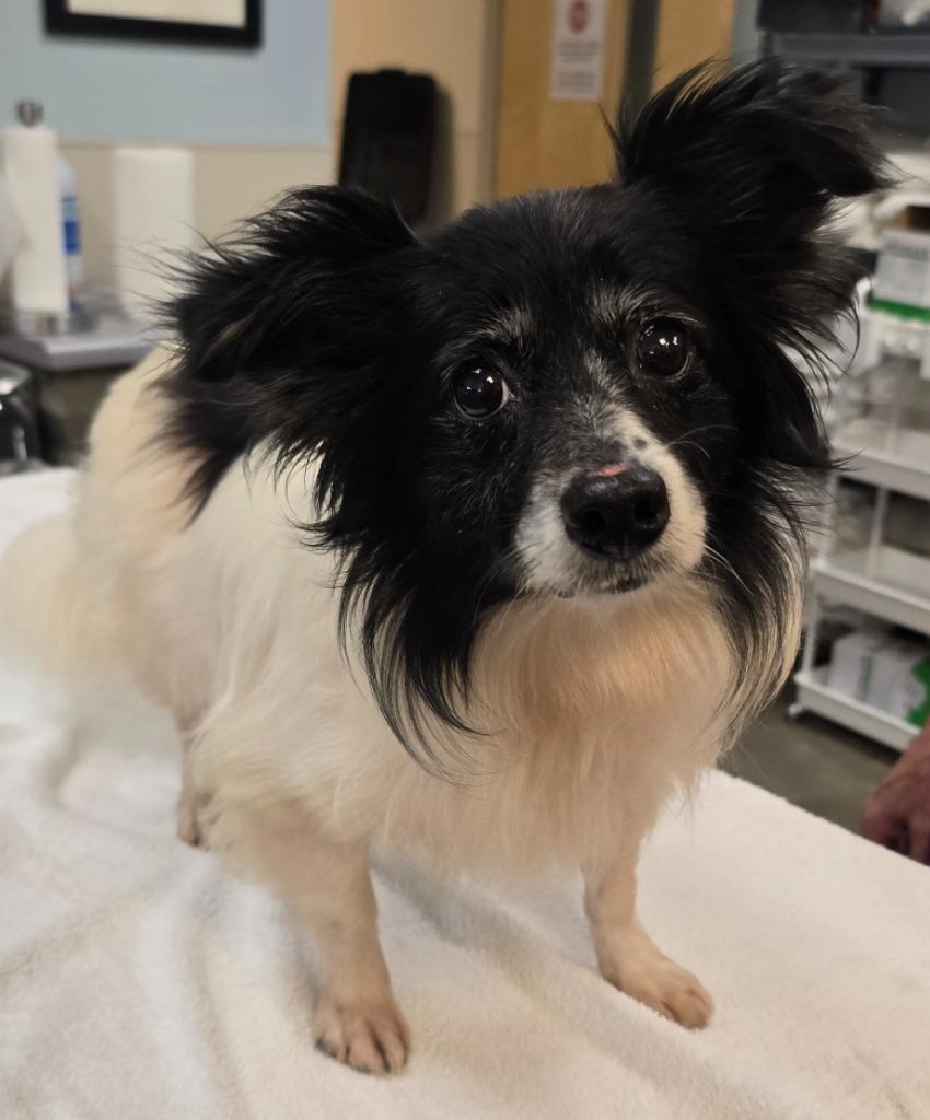 Sophia, Adoptable, Adult Female Pomeranian & Mixed Breed.