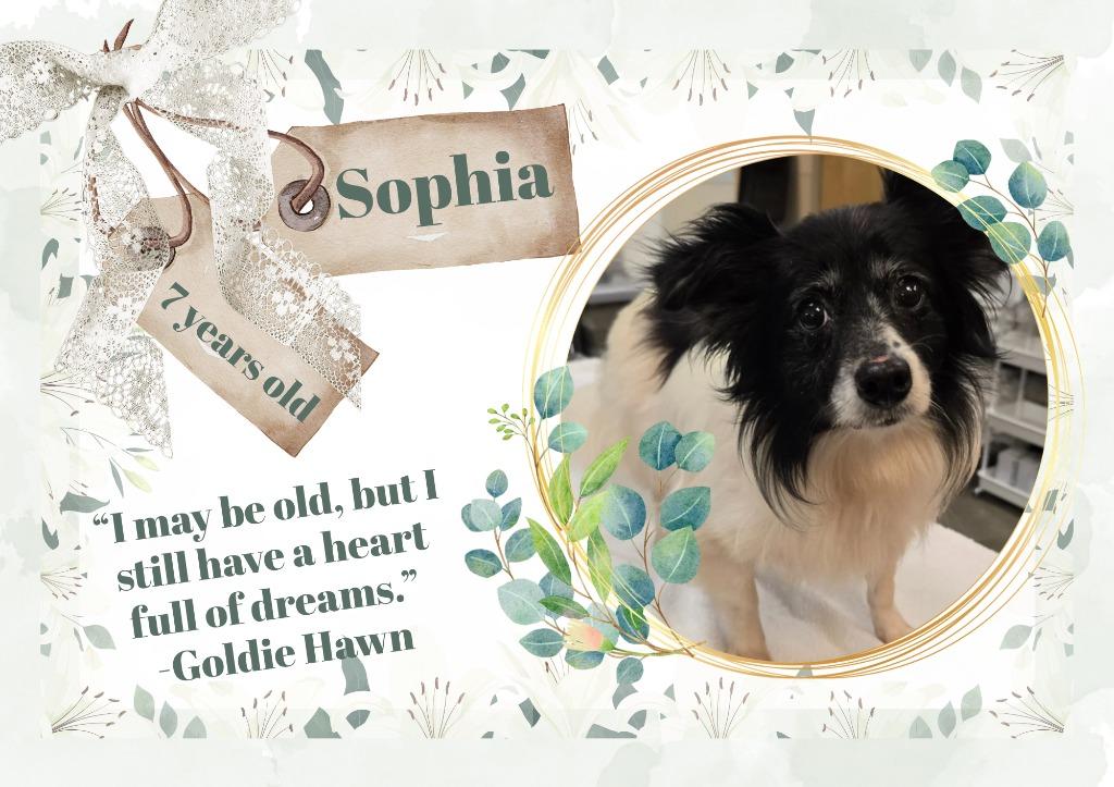 Enlarge Sophia, a Adoptable mixed breed in Murphysboro, IL image 2/3