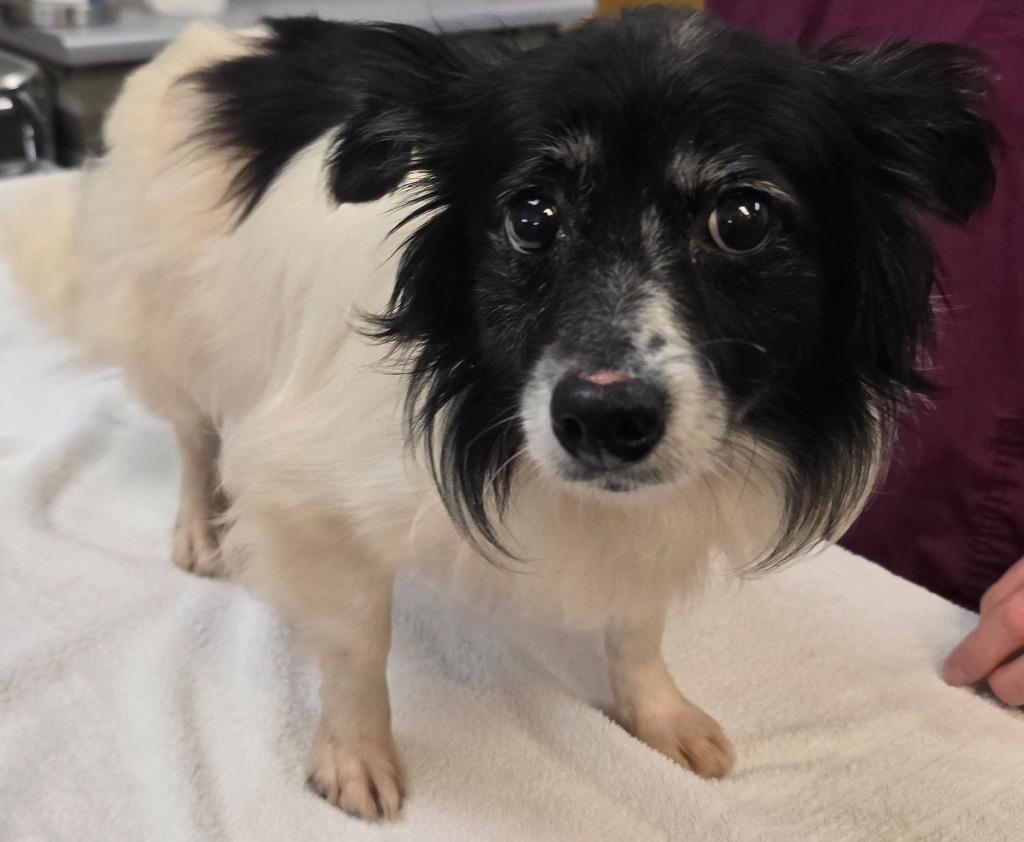Enlarge Sophia, a Adoptable mixed breed in Murphysboro, IL image 3/3