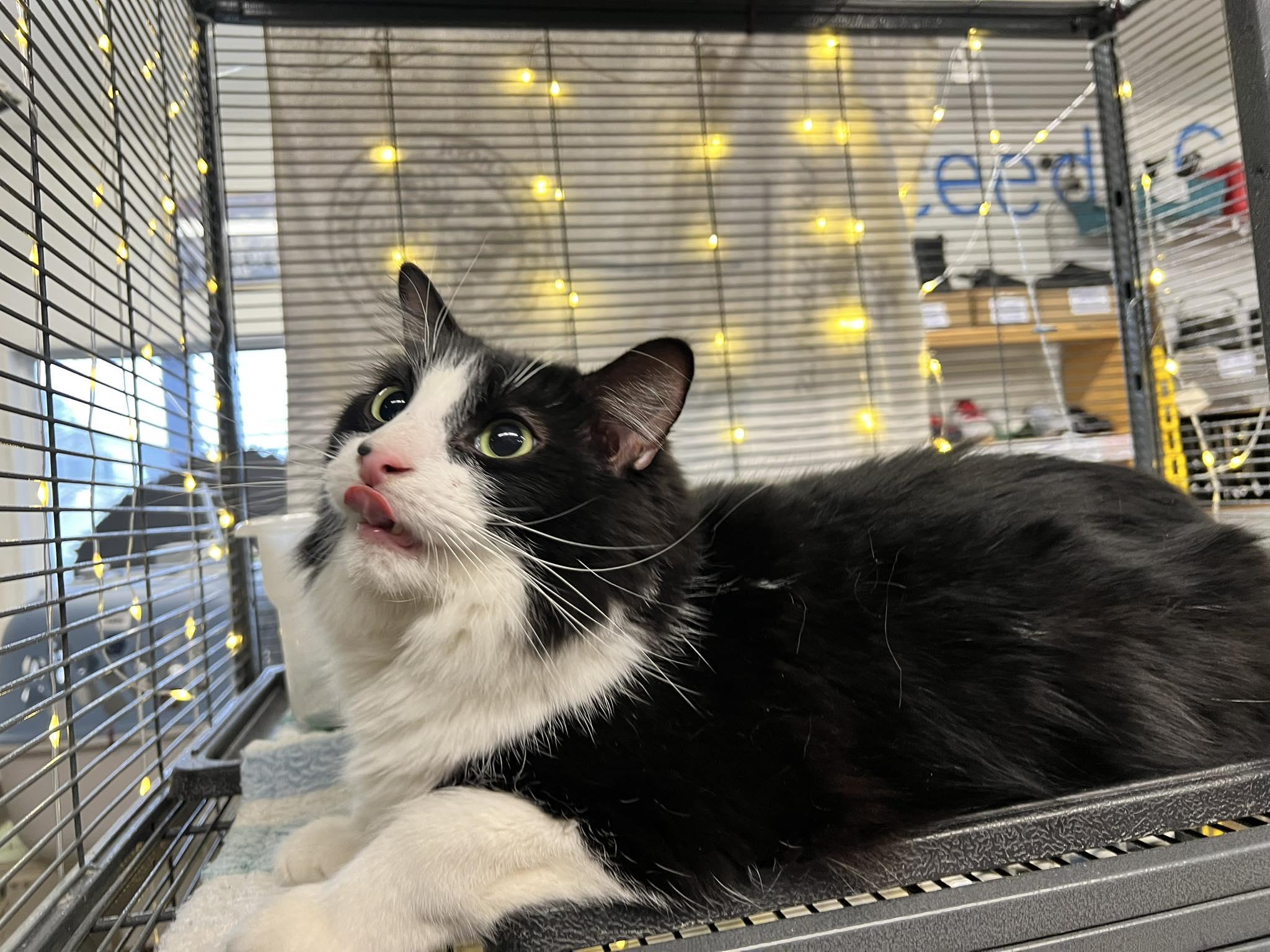 Frankie, adopted, Adult Male Domestic Long Hair.
