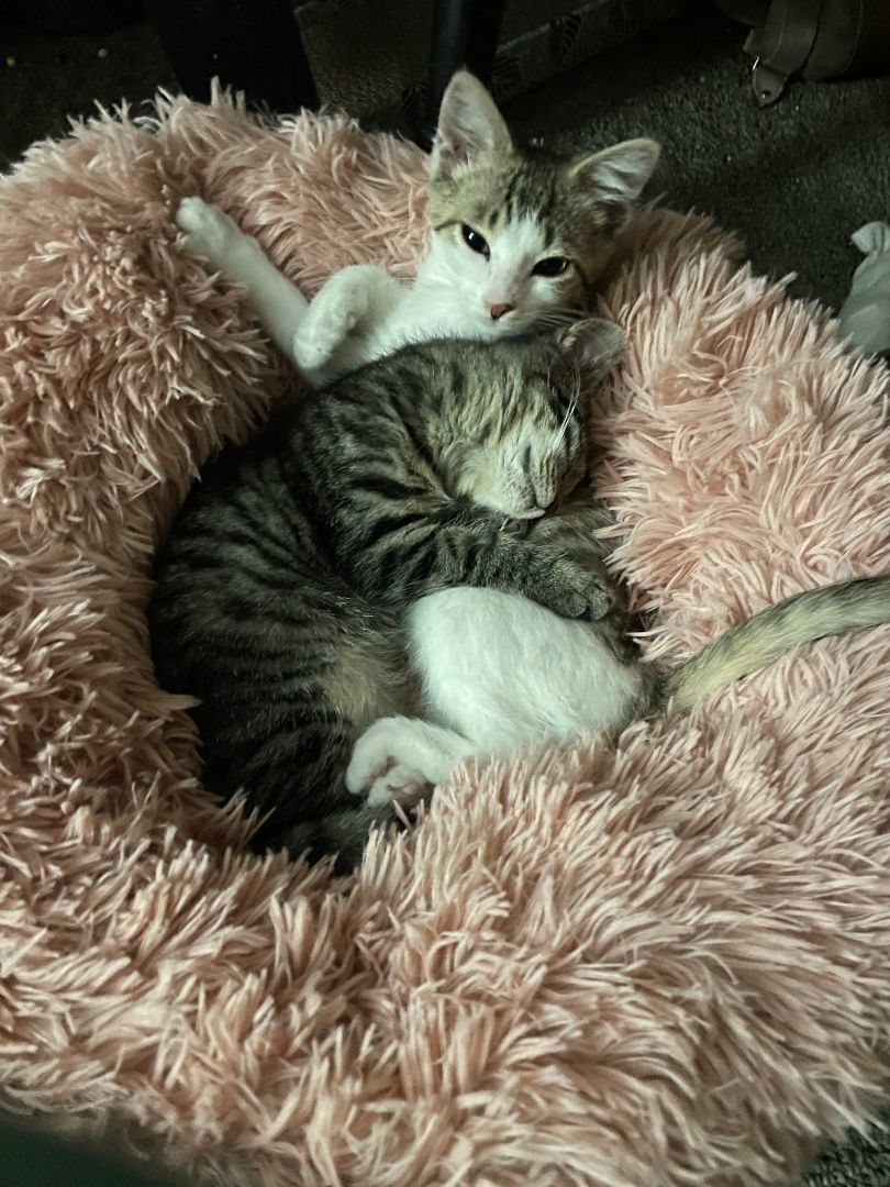 REED (white faced female kitten)