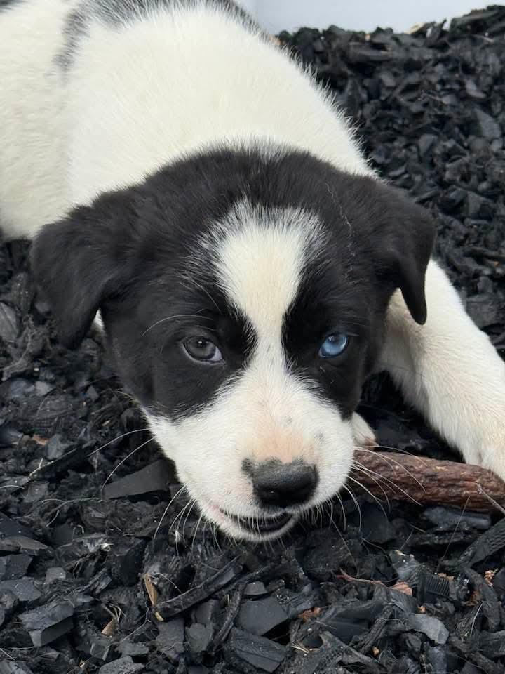 Dawson, Adopted, Young Male Australian Shepherd & Labrador Retriever.