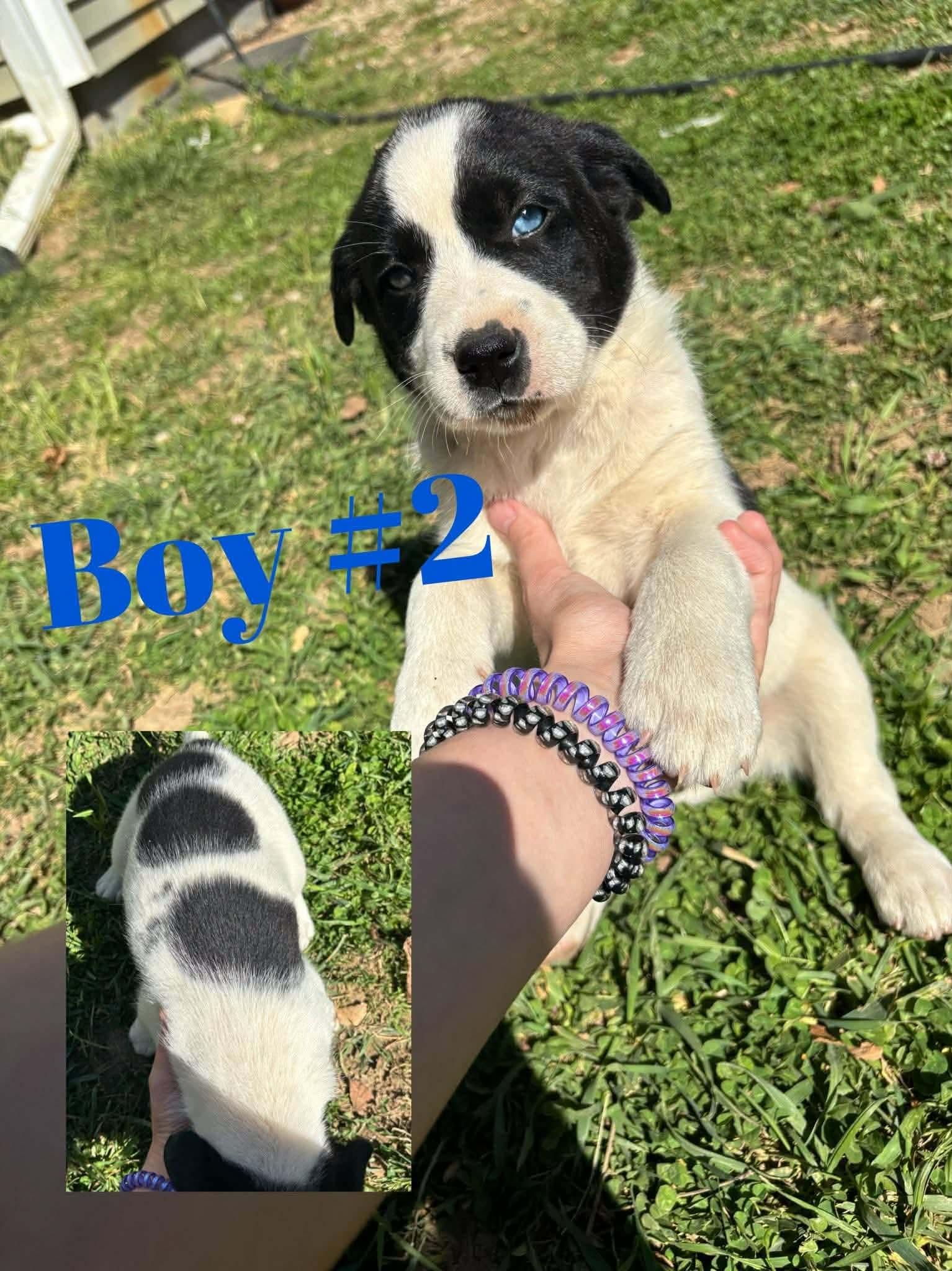 Dawson, a Adopted mixed breed in Columbus, IN image 3/3