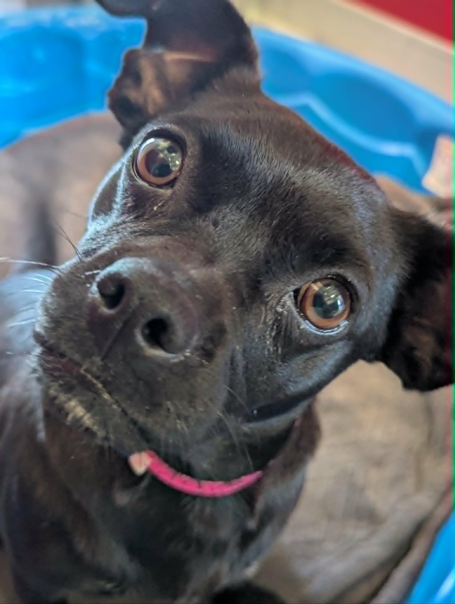 Enlarge Chug a Chug a Choo Choo, a Adoptable mixed breed in San Jose, CA image 3/4