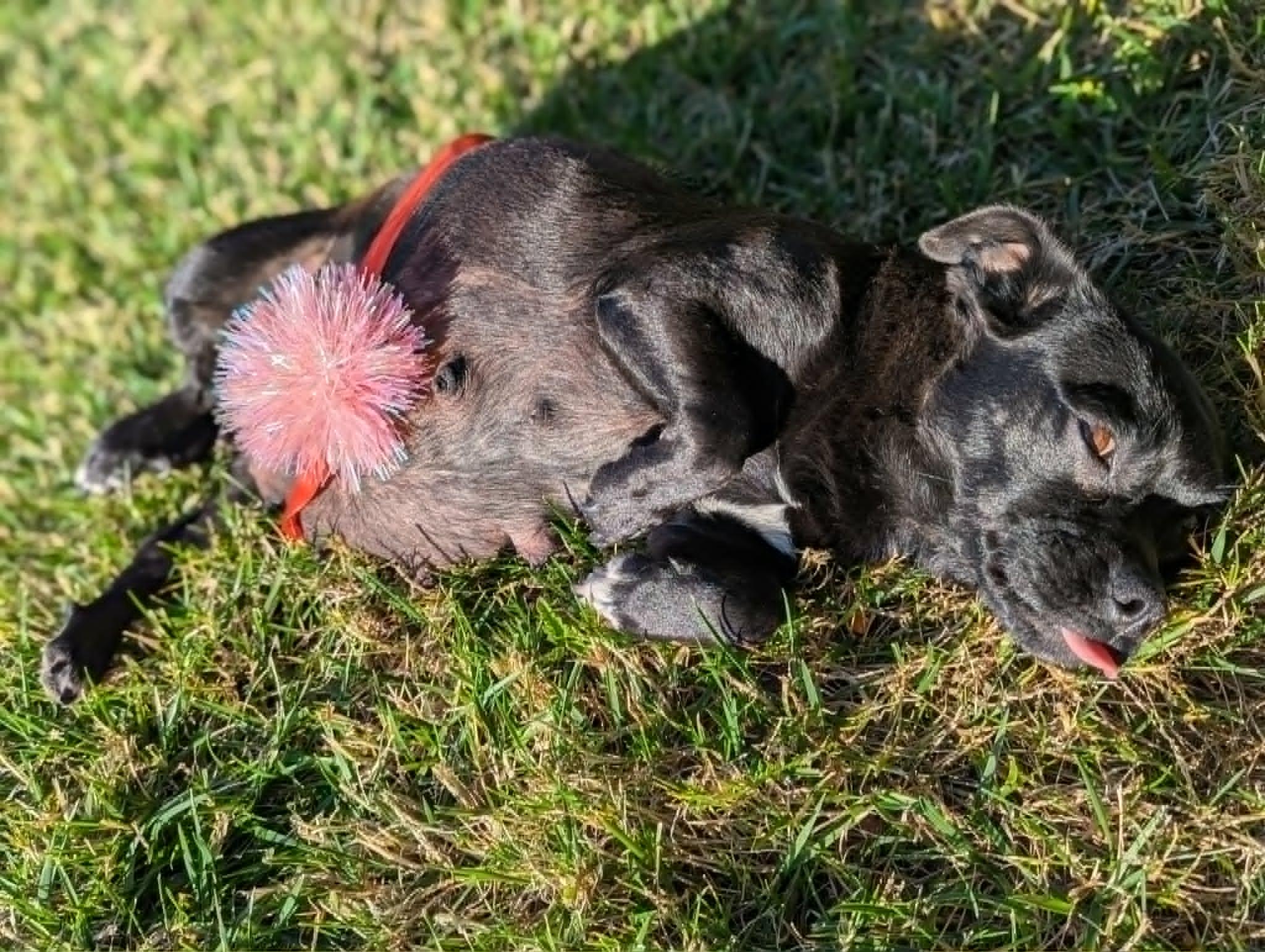 Enlarge Chug a Chug a Choo Choo, a Adoptable mixed breed in San Jose, CA image 4/4
