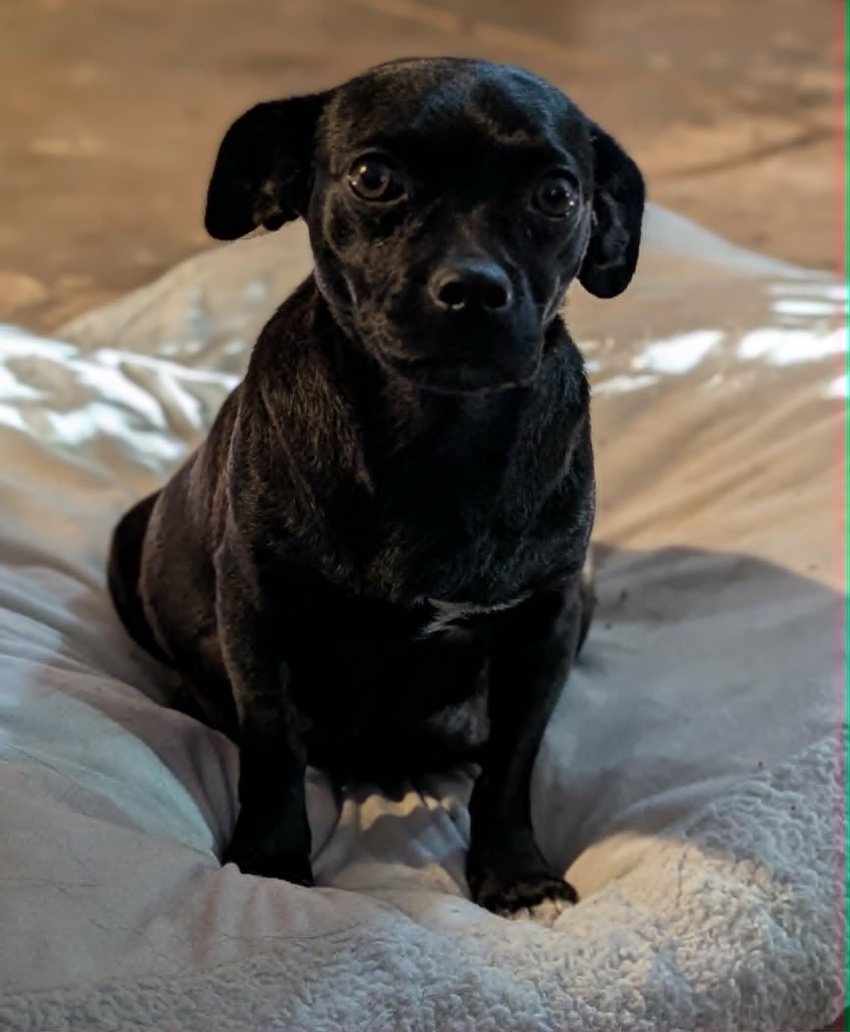 Chug a Chug a Choo Choo, Adoptable, Adult Female Chihuahua & Pug.