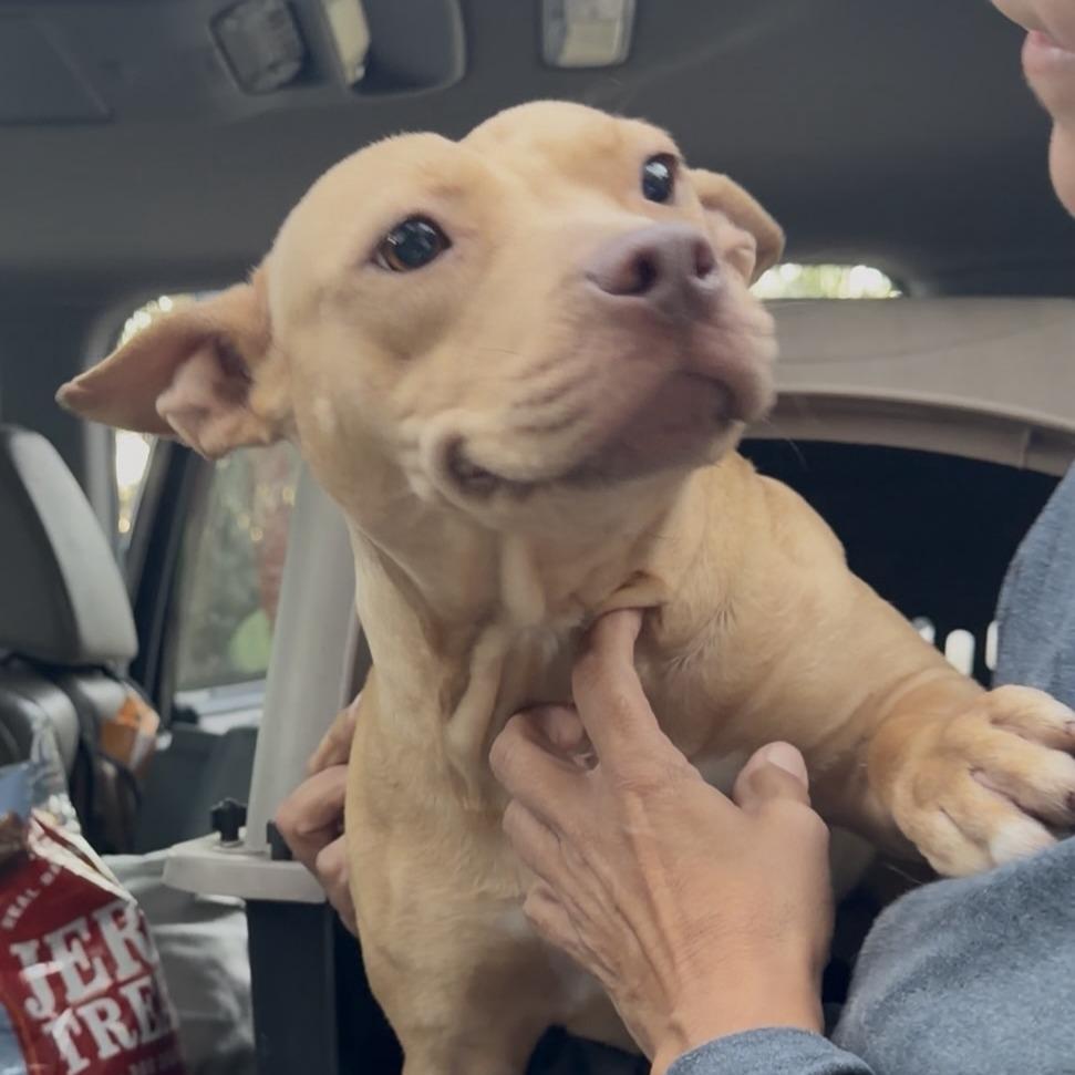 Enlarge Muffins, a Adoptable mixed breed in North Port, FL image 1/1