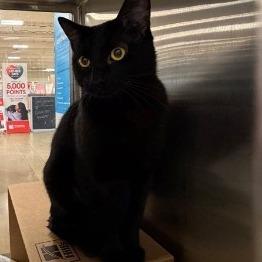 Stanley, Adoptable, Young Male Domestic Short Hair.