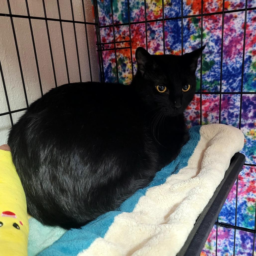 Enlarge Stanley, a Adoptable Domestic Short Hair in Allyn, WA image 2/2
